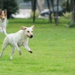 A Roma si può adottare un’area cani