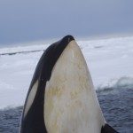 Dieci orche seguite via satellite dalla base italiana in Antartide