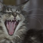 YouVet. Gatti, il perché dei dispetti