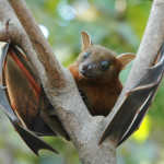 Regala una casa a un pipistrello