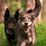 Mappata l’origine del cane. Fido arriva dall’Asia Orientale