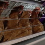 Più di 40 milioni le galline allevate in gabbia in Italia