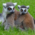 Animali. Salvi i lemuri del Madagascar grazie all’Italia