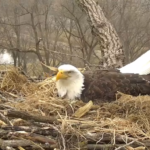 Webcam su un nido di aquile calve a Decorah (Iowa,Usa)