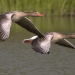 Uccelli migratori minacciati, poche le aree protette