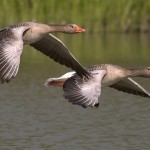 Tutela della biodiversità, pubblicate le nuove linee guida