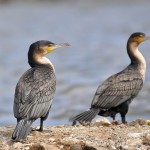 ACTION! Scriviamo per salvare i cormorani della Sardegna