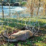 La barriera anti-migranti in Slovenia lede gli animali