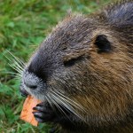 Stop all’uccisione delle nutrie