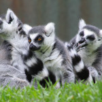 Quando i lemuri fanno la pace