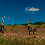 I dinosauri si corteggiavano danzando, come gli uccelli