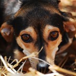 Nei canili italiani 750 mila cani in attesa d’adozione