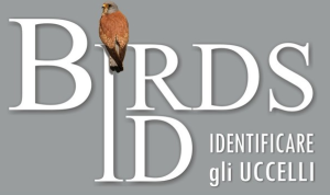 birdsid