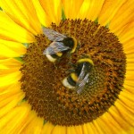 #Efsa4Bees, un sito per la salute delle api