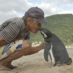 L’amicizia di Dindim, il pinguino, per l’umano che lo ha salvato