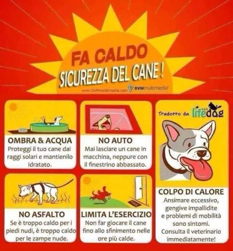 Le azioni per mettere in sicurezza gli animali dal caldo