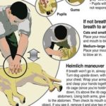 Salva il tuo animale con le manovre di rianimazione