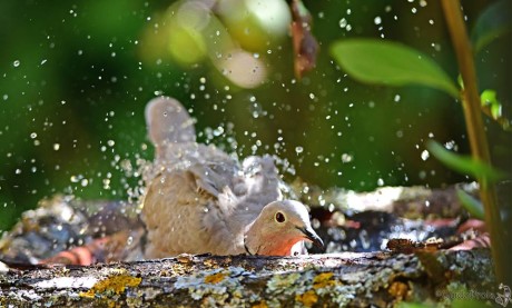 tortora acqua