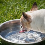 La ciotola d’acqua sempre fresca