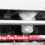 ACTION! #Stopthetrucks. Firma contro i trasporti lunghi