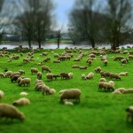 Pecore ‘tosaerbe’ assunte dal Comune de L’Aquila