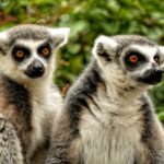 I lemuri anello mancante dell’evoluzione