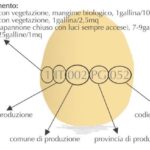 Impara a riconoscere le uova cruelty-free