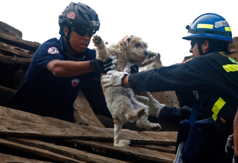 Risultati immagini per animali terremotati nelle marche