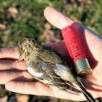 Vittoria! Ritirati gli emendamenti “caccia selvaggia”