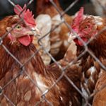 Ancora in gabbia oltre il 60% delle galline allevate in Italia