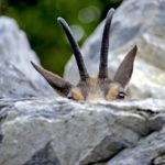 Legambiente: introdurre i delitti contro la fauna selvatica