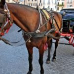Botticelle, il Tar del Lazio ha sospeso lo stop nel gran caldo