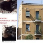 ACTION! Mailbombing per salvare i gatti di Ponte Milvio