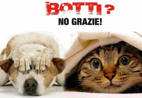 Botti Di Capodanno Vademecum Per Proteggere Gli Animali Youanimal It