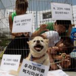 Al bando la macellazione dei cani a Seongnam (Corea)