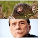 Berlusconi animalista? Non con le talpe