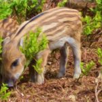 Danni da fauna in agricoltura: i cacciatori non servono