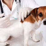 YouVet. Animali domestici, vaccinazioni sì o no?