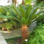 Animali. La Cycas è una pianta tossica, potenzialmente letale