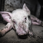 L’inferno dei maiali, video choc della Lav #endpigpain