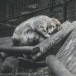 Zoo in Italia. Animali sofferenti e scarsa igiene, l’inchiesta