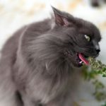 Le piante tossiche per cani e gatti