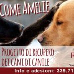 Si cercano volontari cinofili per il progetto “Come Amelie”