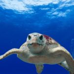 Plastica nel 58,2% delle tartarughe Caretta caretta