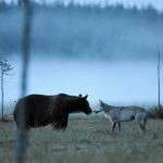 Lupi e orsi del Trentino a rischio doppiette. La denuncia