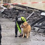 Animali sfollati a Genova: i recapiti per i soccorsi