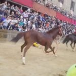 Palio di Siena, un altro cavallo morto