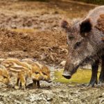 Roma, uccisa mamma cinghiale e 6 cuccioli. Scrivi