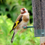 Birdgardening. Una pubblicazione che spiega come iniziare