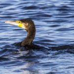 I cormorani di Orbetello a rischio caccia